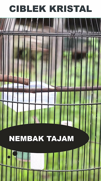 Ciblek Kristal Gacor Nembak Tajam