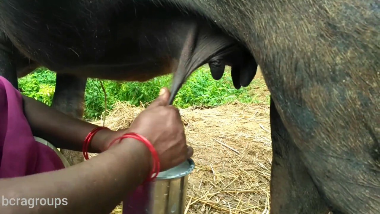 How to take Buffalo milk by women hand | How to get Milking from Buffalo by young Women Hand