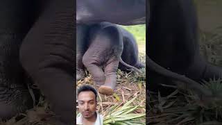 animalse elephant 