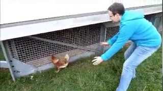 Laichszene einer Henne sehen, wie die Hühner Eier legen