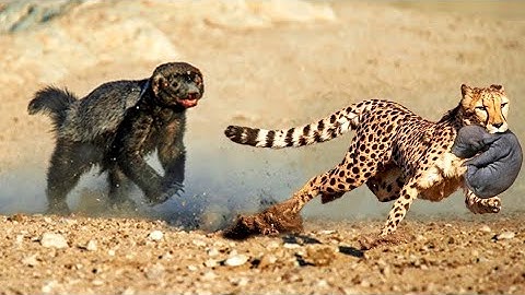 TOP 10 MOST FEARLESS ANIMALS IN THE WORLD