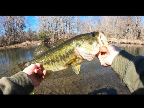 Glide Bait And Live Bait River Bass Fishing