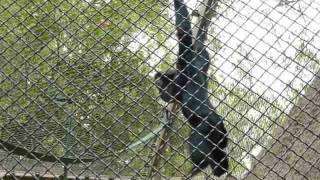 Siamangs Call La Zoo