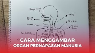 Cara Menggambar Organ Pernapasan Manusia