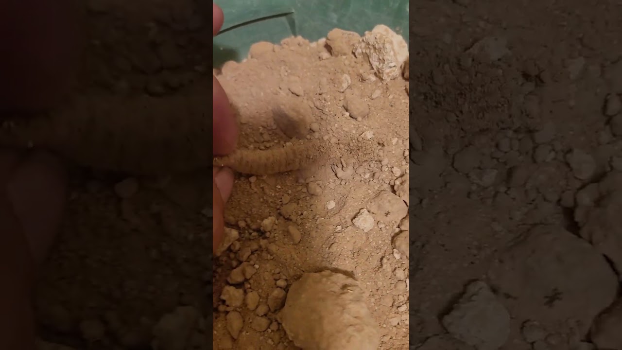 Some paydirt from the sump of Jeff Williams and Slims gold mine. ‎@Askjeffwilliams 