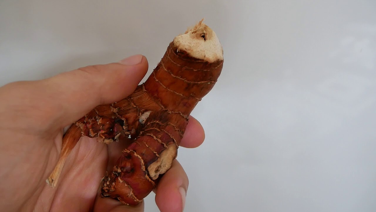Калган, галангал, galangal