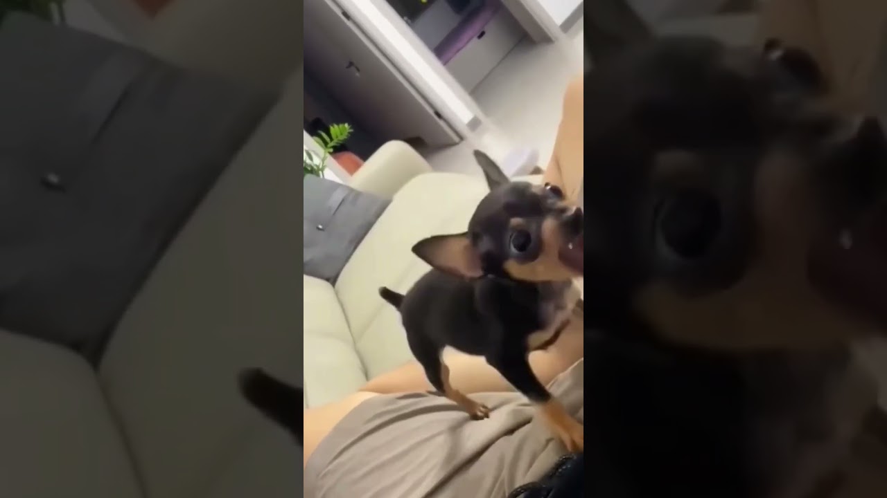 Pinscher, um cão Super docil!!!🤣😂kkkkkkkkkkk....