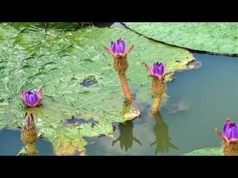 【Onibus　オニバス】　アクアワールド水郷パークセンター　岐阜県海津市（かいずし）　 Gifu-Japan