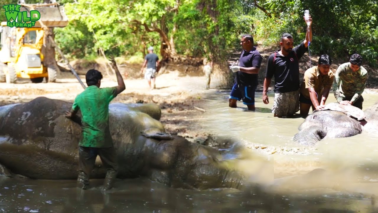 sri lanka elephants national park Elephant rescue mission with water pool mud scene
