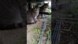 ２匹で庭に飛び出した後の会話😅#cat #猫 #cute #かわいい #猫動画 #癒やされる #保護猫 #ねこ #shorts