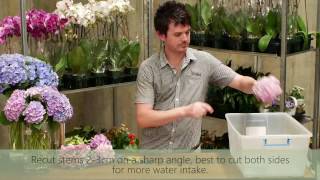 Hydrangeas Wilting in Vase - How to Keep Cut Hydrangea Fresh