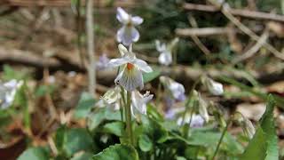 タチツボスミレ/Viola grypoceras 19白花_240411_ガイコツ山