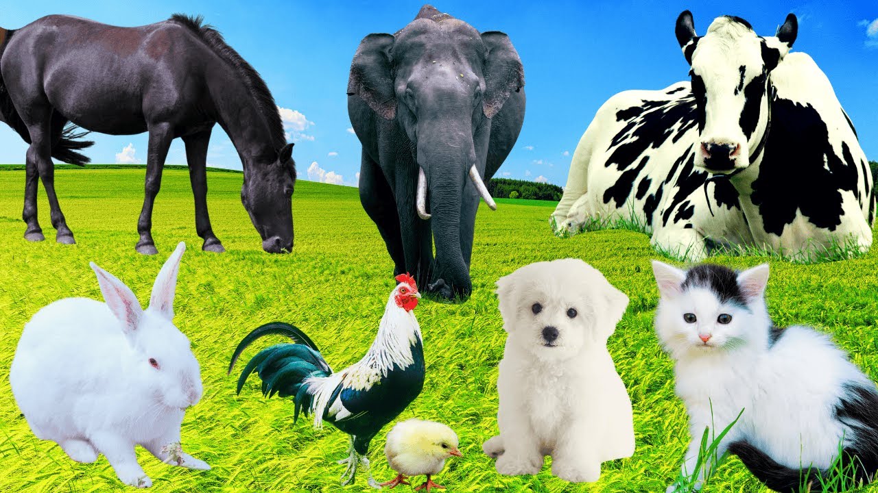 Sounds Of Wildlife Animals, Familiar Animals: Rabbit, Cow, Elephant ...