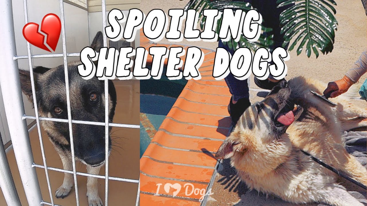 Feeding 120,000 Shelter Dogs + Spoiling Senior Dogs! 🐕🌴