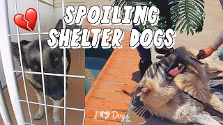Feeding 120,000 Shelter Dogs + Spoiling Senior Dogs! 🐕🌴