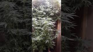 can u grow monster photoperiod in a 5 gallon bubble buck!!!!!!!!