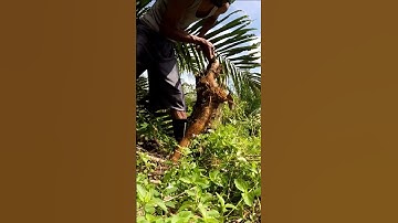 Harvesting cassava part 131 #shorts #farming #cassava #nature  #cassavaroots #cassavafarming