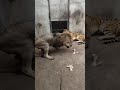 勇敢なライオン、臆病な虎