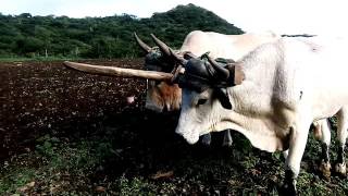 Yunta de bueyes para labrar el campo mexicano