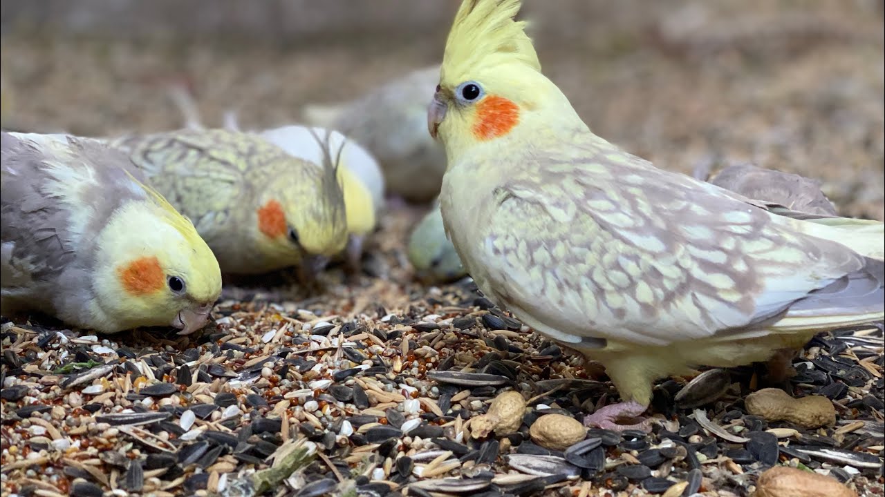 Cocktail parrots 🦜 budgies parrots and dove enjoying the meal in evenings 