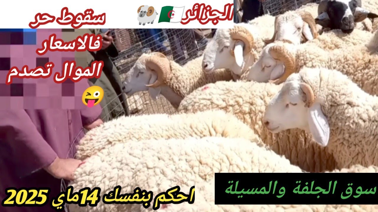 سوق المواشي اليوم 14 ماي2025 بالجلفة والمسيلة… سقوط حر في الأسعار والسمسار مصدوم!