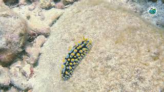 Swollen Phyllidia thumbnail