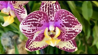 Приехали редчайшие орхидеи ... Тулон, Пиниф, Тоши, Интрига, Фабрики , Наранья ...