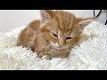 クッションの上で昇天してしまった子猫