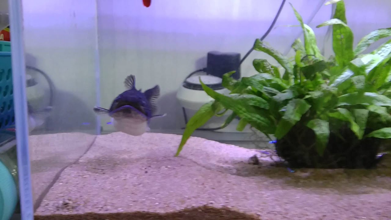 Gulper Catfish Asterophysus Batrachus Feeding Www Aquascapeonline Com By Aquascapeonline