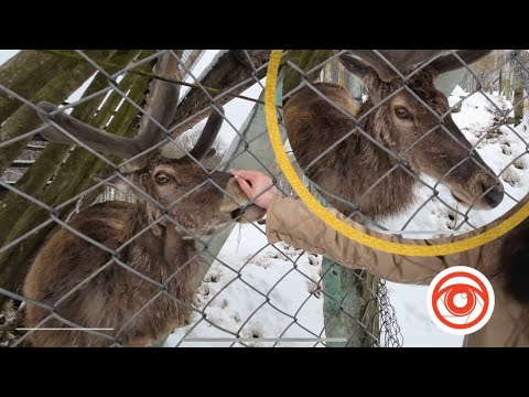 Як рятують диких тварин на Івано-Франківщині?