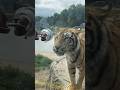 أطعمت نمر ا في حديقة الحيوانات Shorts 