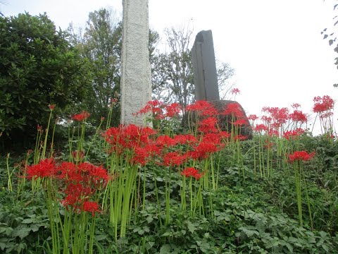『離山公園〔はなれやまこうえん〕（板倉町）』満開に近い彼岸花・曼殊沙華が山の斜面に咲き誇る最盛期