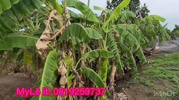 Cần bán nhanh DT 24 công giá 185 triệu 1 công thuộc huyện Thạnh hóa tỉnh Long An