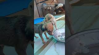 इन जीवो की मदद करे🙏😢 #pets #puppy #love #trending #viral #shorts #fyp