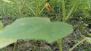 They Need A Support System To Grow Up Very Well