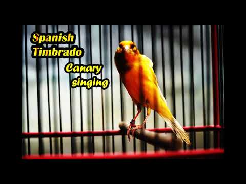 92 POINTS of Spanish Timbrado Canary Singing