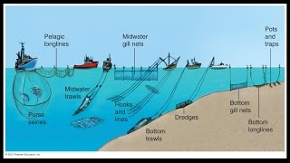 Lecture 11 - Sustainable Fisheries Assignment