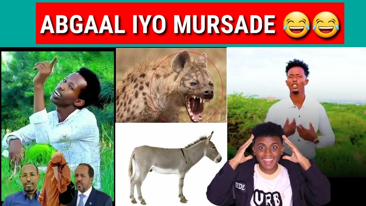 2 QABIIL CAAN AH OO HEESO ISKUUGU JAWAABAY & DAGAAL DHEXMARAY