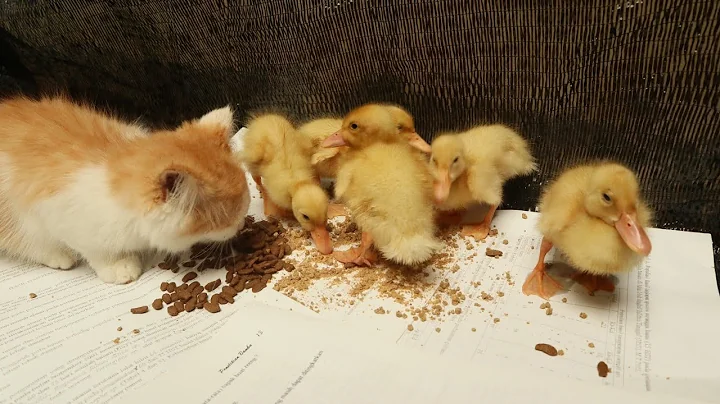 Watch the video about CIMI KITTEN AND DUCKLING ARE EATING AFTER BATH SO CUTE AND FUNNY
