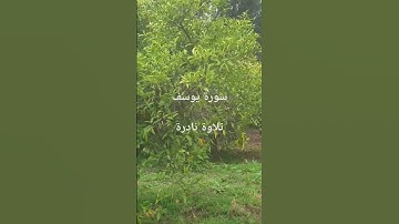 سورة يوسف تلاوة نادرة