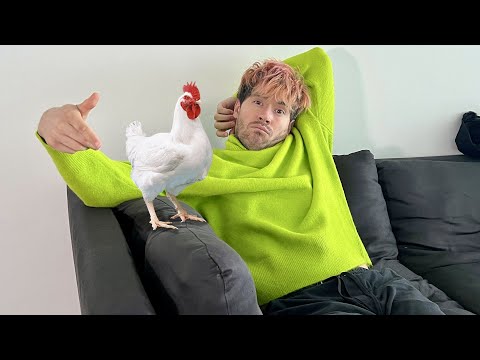 ESTE POLLO ME HARÁ MILLONARIO !!