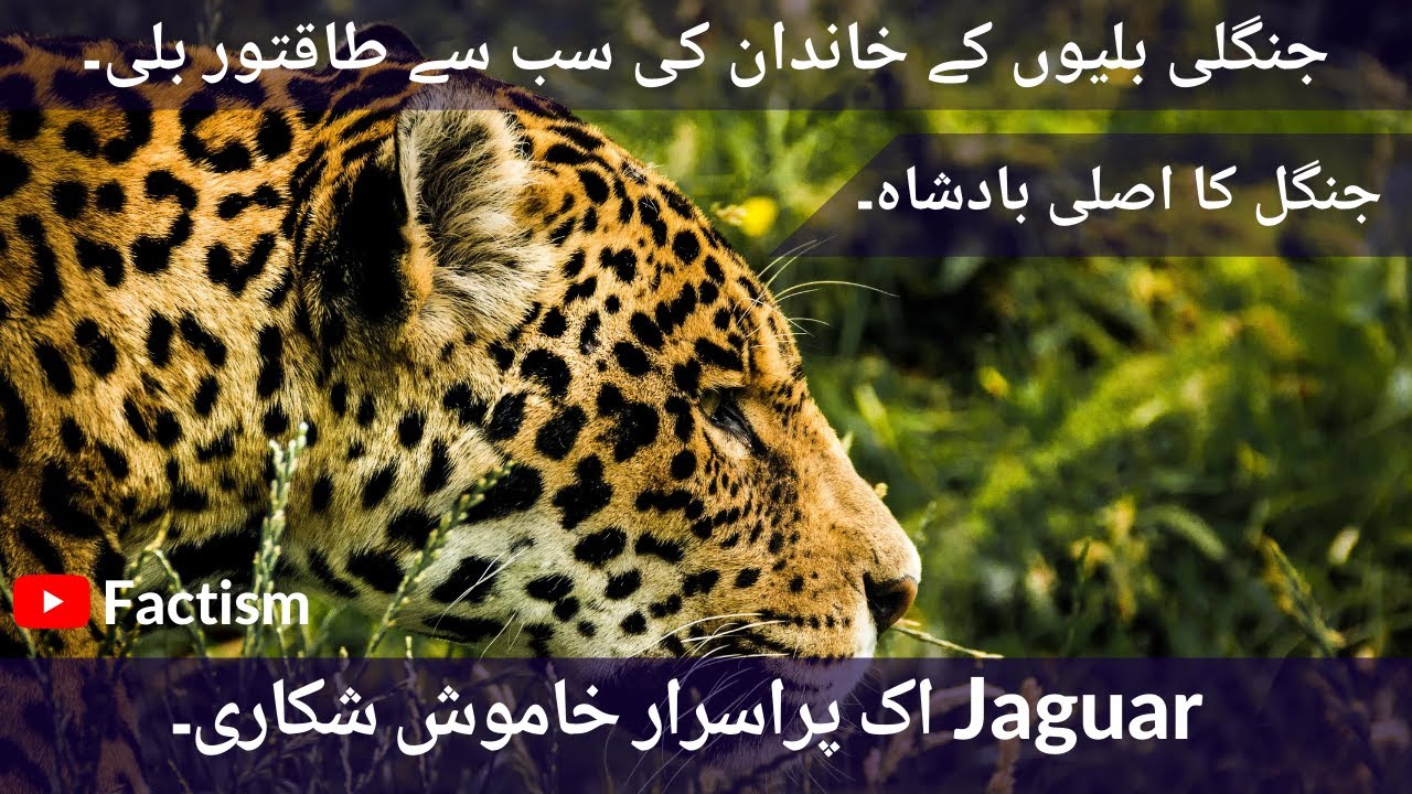 Jaguar The Most Power Full Animal in Urdu Hindi Interesting Facts