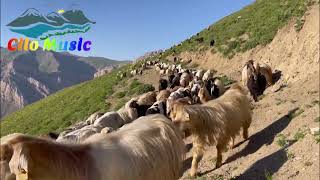 Hay Celebe - Kürtçe Şarkı Süper Yeni 2023