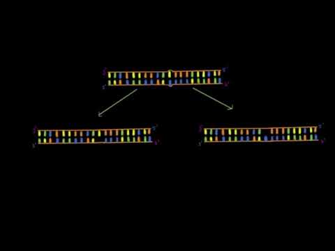 Video: Hasarlı DNA nasıl onarılır?