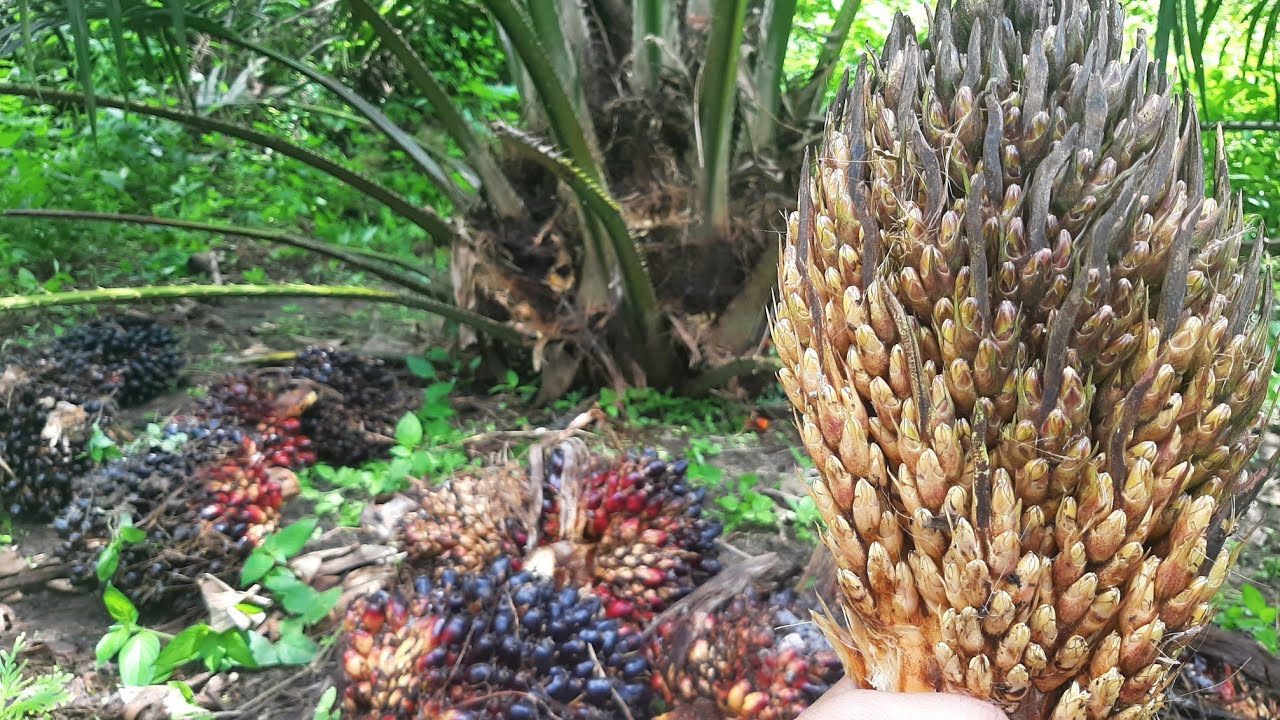 Kastrasi sawit varietas PPKS 239 yang sudah terlambat II UJI COBA @Jasa Purba