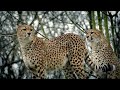 wild jaguar hunting hungry cheetah and Jaguar #jaguar #wildlife #animals 