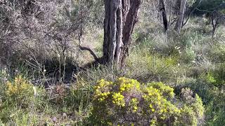 A taste of Perth springtime nature in Kings Park