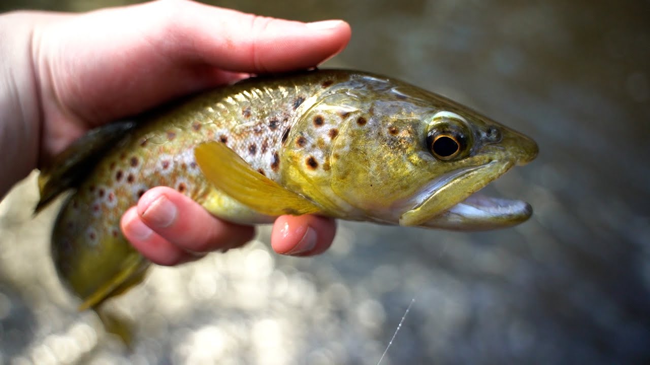 Fly Fishing Melbourne Streams YouTube