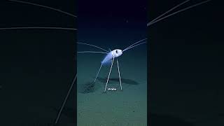 Tripod Fish (Bathypterois gladlator). #aqua #sea #fish