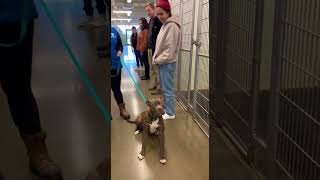 🐕 Dog walks past 10 people and chooses ONE stranger at shelter